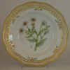 Chrysanthemum Inodorum L.  T 696.jpg (168795 byte)