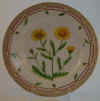 Chrysanthemum Segetum L.    T995.jpg (170446 byte)