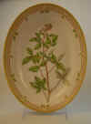 Rubus Exilis Lge.  T 3027.jpg (176834 byte)