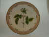 Rubus Idaeus L.  T 788.jpg (108679 byte)